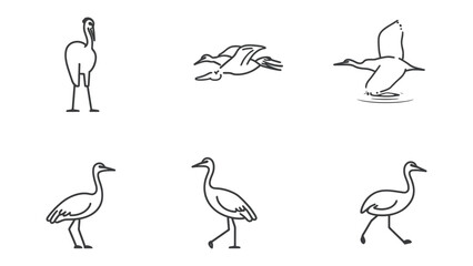 Fototapeta premium Elegant Avian Ballet: A delicate display of elegant crane illustrations, showcasing the birds in various graceful poses, offering a captivating glimpse into their serene beauty.