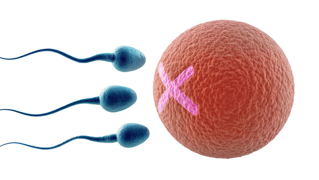 Blue Sperm Cells Near Textured Red Sphere with Pink X Mark