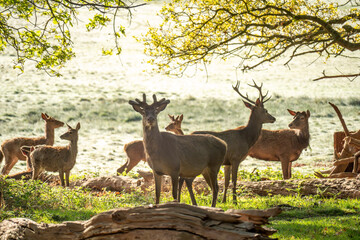 Fototapeta premium Red deers in richmond park london at sunrise