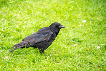 Obraz premium raven looking at you in richmond park london