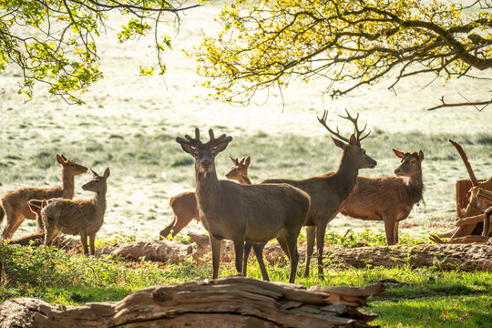 Red deers in richmond park london at sunrise