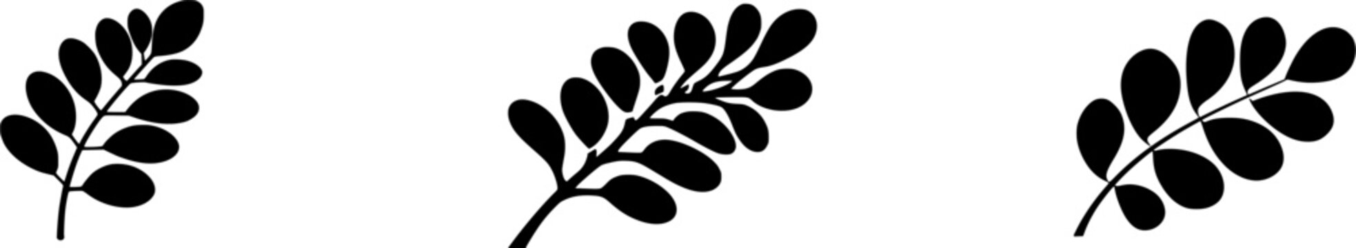 A solitary Moringa leaf stands gracefully against a pristine white backdrop, its small, round green leaflets delicately arranged on a slender stem