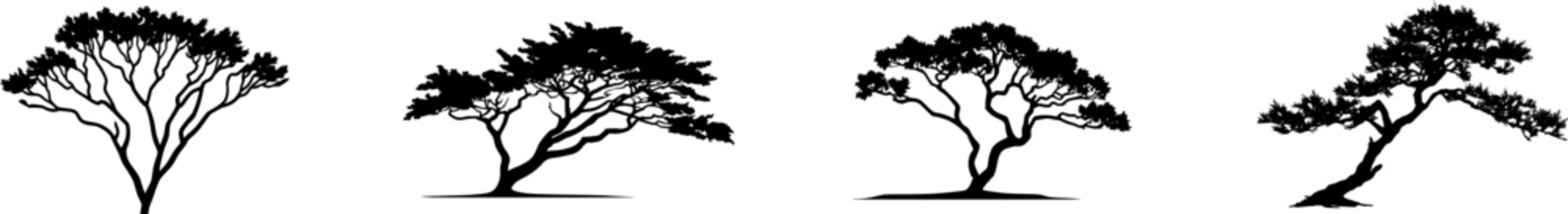 A solitary False Cypress from Cripple Creek stands alone in an intricate, contorted silhouette against a pristine white backdrop, its golden-tipped foliage adding a touch of warmth to the stark scene