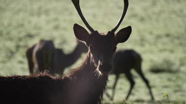 Red deers in richmond park london united kingdom at sunrise