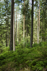 Fototapeta premium Conifer forest with bilberry undergrowth in the Black Forest
