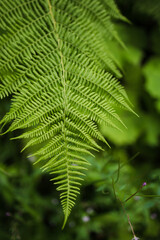 Fototapeta premium Fern frond close-up with soft bokeh background