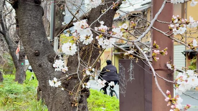 Cherry blossoms bloom alongside street with person cycling past in soft daylight.