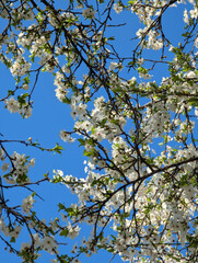 Fototapeta premium Blossoming of the cherry plum tree in spring time with white beautiful flowers on blue sky background. Fresh warm spring mood.