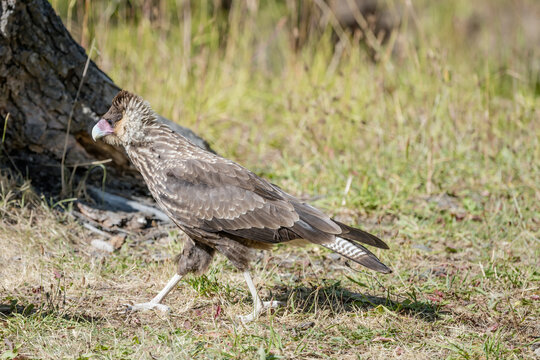 juvenile Crested Caracara walking on ground, in forest on lake Argentino shore, El Calafate, Argentina