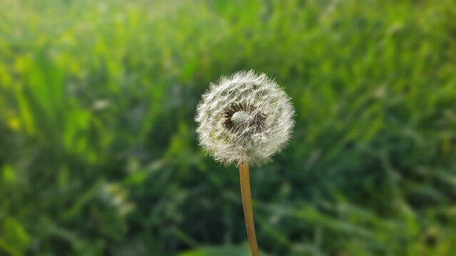 Macro of a dandelion seed head with delicate white fluff against a lush green blurred background.