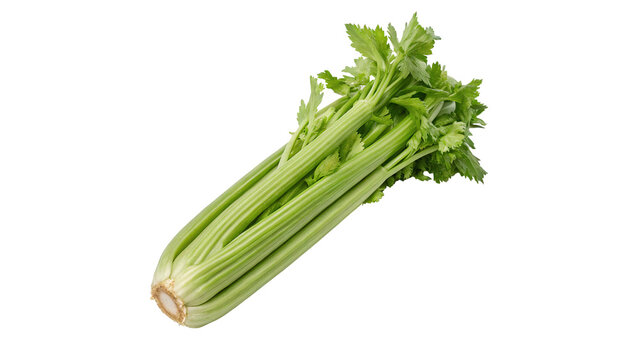 Fresh celery stalk with green leaves  isolated on transparent background cut out