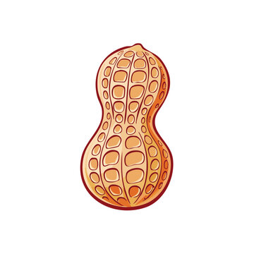 Hand drawn illustration of a whole peanut in its shell with detailed texture