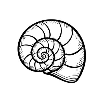 Black and white sketch of a nautilus shell showing its spiral growth pattern and ribbed texture.