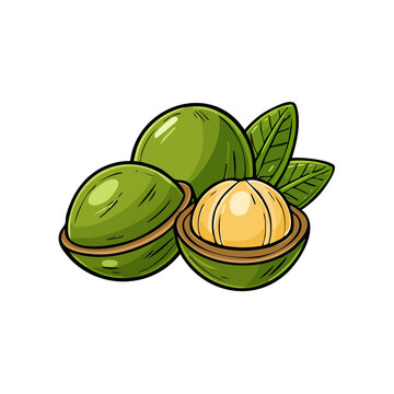 Illustration of whole and cracked macadamia nuts with green leaves