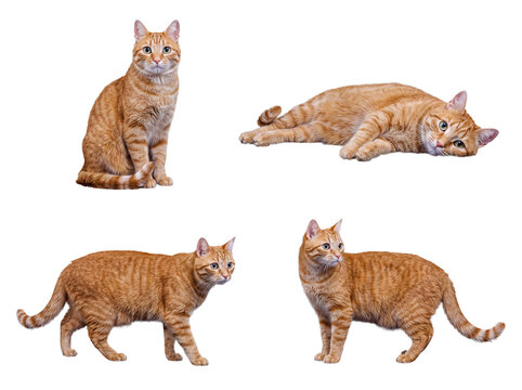 Four adorable ginger tabby cats in a range of natural and expressive poses, isolated on a transparent background.
