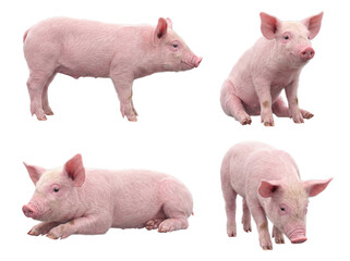Adorable pink piglets in various playful and natural poses, isolated on a clean transparent background. © Christina