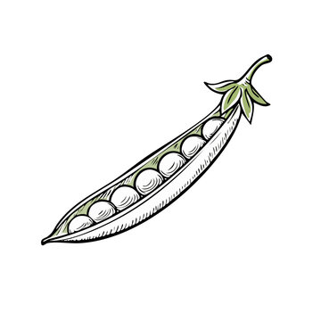 Hand drawn illustration of a single open pea pod filled with fresh green peas