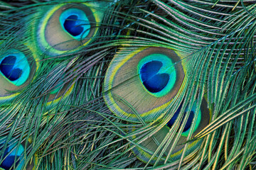 Peacock feather pattern, bright green - blue bird tail texture © artemstepanov