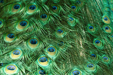 Peacock feather pattern, bright green - blue bird tail texture © artemstepanov