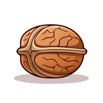 Illustration of a whole walnut with detailed texture and shading