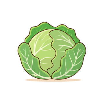Fresh green cabbage vegetable illustration with textured leaves and subtle shading