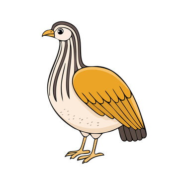 Cartoon Chukar Partridge Bird Standing Proudly Isolated Illustration