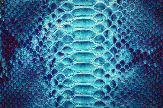 blue snake skin background, natural reptile skin texture.