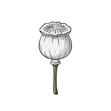 Isolated Poppy Seed Head Illustration Delicate Botanical Art with Detailed Texture and Stem