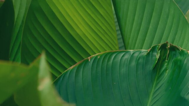 Tropical leaves texture, Green natural background