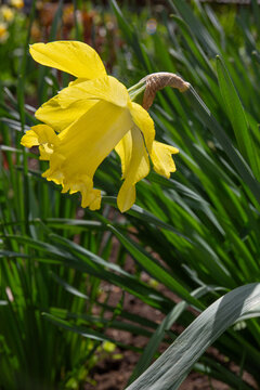 Yellow daffodil on a blurred background
