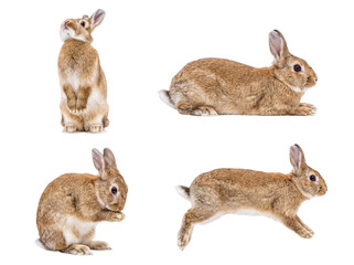 Four delightful brown rabbits in various playful poses, captured on a transparent background. © Emma