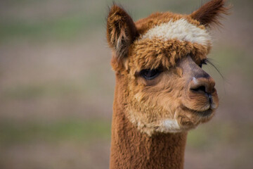 Fototapeta premium close up of a carmel alpaca