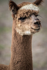 Fototapeta premium close up of a Alpaca
