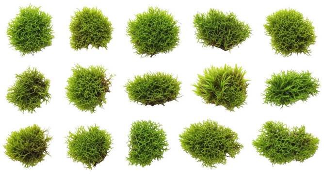 Green moss png Lush bryophyte cutout Vibrant greenery png Natural plant cutout Organic foliage png Fresh vegetation cutout Wild tuft png Earthy carpet cutout isolated transparent background image