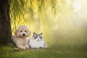 Fototapeta premium AI generated peaceful poodle and ragdoll resting under willow tree in soft morning light calm mood natural background gentle harmony and pet companionship