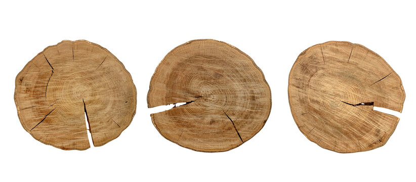 Set of natural oak wooden discs showing detailed tree grain and bark on a transparent background