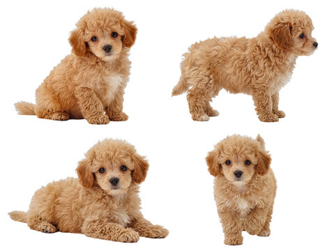 Cute light brown curly-haired poodle-mix puppies in varied charming poses, isolated on transparency.