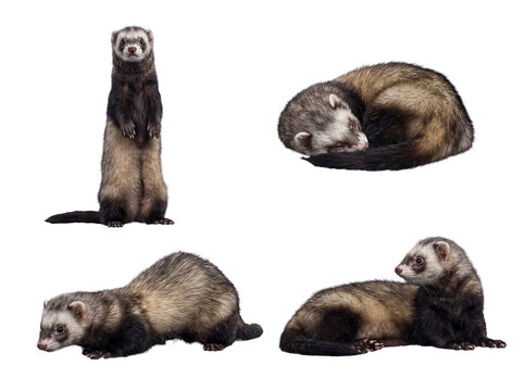 High-quality studio photograph of versatile domestic ferrets in charming poses.