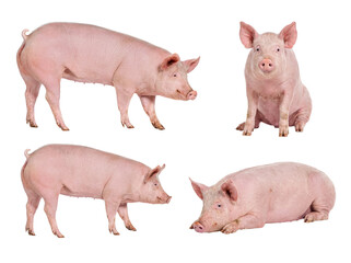 Four healthy domestic pigs in various poses, isolated on a transparent background, studio photograph. © Irene