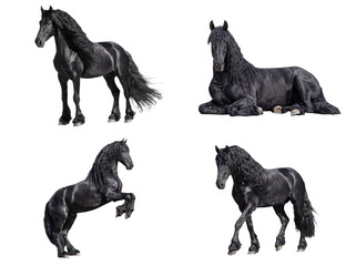 Fototapeta premium Four majestic black Friesian horses showcasing diverse powerful poses, isolated on a transparent background.
