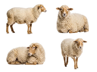 Diverse set of white and light brown sheep in various poses including standing, walking, and lying down. © Nadine