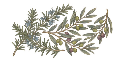 Fototapeta premium Detailed botanical illustration featuring fresh rosemary sprigs and olive branches isolated on transparent background