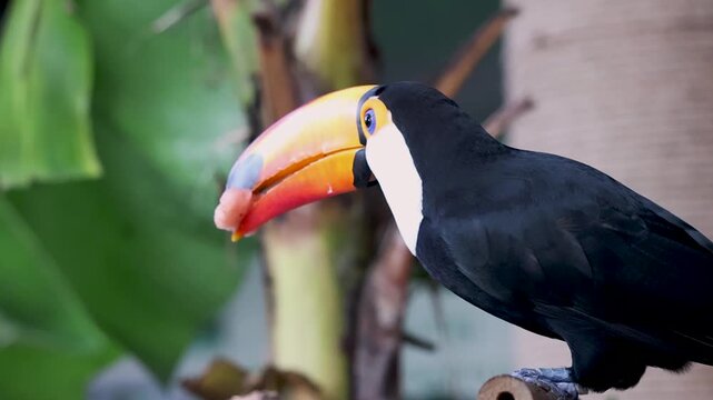 Colorful Toco toucan perching on a branch, skillfully eating a piece of fruit with its large, vibrant beak in its natural habitat