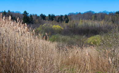 WIOSENNE TRZCINOWISKO © Wojciech Lisiński
