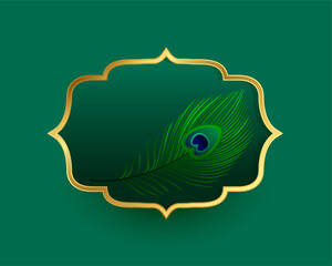natural peacock feather with golden frame design © starlineart
