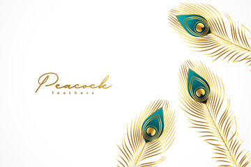 beautiful golden peacock feather on white background © starlineart