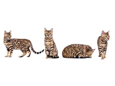 Four majestic domestic Bengal cats elegantly arranged in a row.