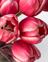 Fototapeta premium Minimalist spring floral background with vibrant pink tulips