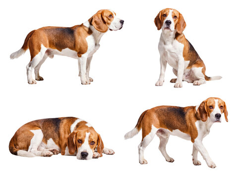 Versatile collection of four energetic Beagle dogs in different dynamic and relaxed poses on transparent background.