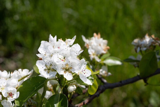 scenic apple bud blooming in spring at the tree